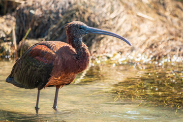The glossy ibis, latin name Plegadis falcinellus, searching for food in the shallow lagoon.