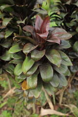 Fototapeta premium This garden is perfect for many herbal plants and also serves as a biotope for many animals.