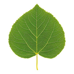 Obraz premium Fresh green leaves, isolated on white, create a vibrant, natural look for your design needs. Perfect for ecothemed projects