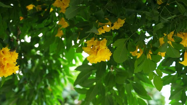 Panoramic shot of yellow trumpet flowers blooming in lush green foliage of a Tecoma stans tree in Thailand