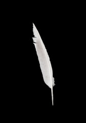 A white feather is shown on a black background