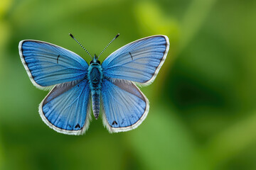 Obraz premium A vibrant blue butterfly gracefully fluttering in nature.