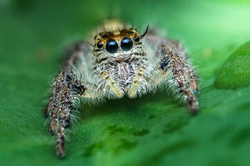 Jumping spider standing on a green leaf.