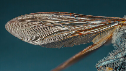 Extreme macro photography showing the delicate wing of a bee. © Pawich Sattalerd
