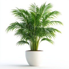 Obraz premium A lush, green potted palm tree isolated on a white background.