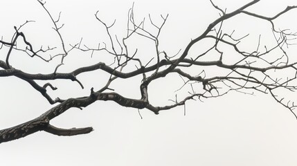 Fototapeta premium Bare Branches Against a Light Background