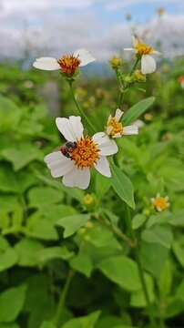 Butterfly needles, Common beggarticks, Hairy beggarticks, Romerillo, Shepherd&rsquo;s needles, Spanish needles