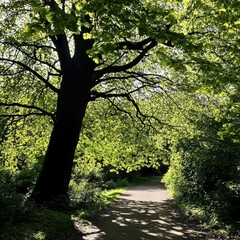 Fototapeta premium Massive Tree with Deep Green Leaves in Sunlight