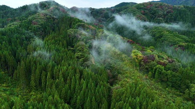 朝霧に包まれた山　雨に濡れた森林　空撮　自然風景 　10月