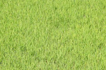 Landscape Agriculture green rice field. In rural area in Thailand in bright sunlight. small rice seedlings with grass green atmosphere.