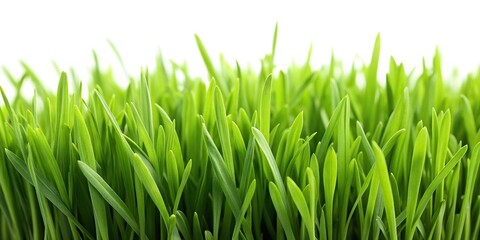 Fototapeta premium Extreme close-up of lush green grass on white background