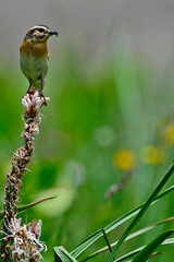 Braunkehlchen // Whinchat (Saxicola rubetra)