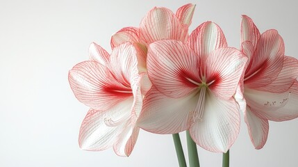 Obraz premium Amaryllis blossoming showing pink and white petals