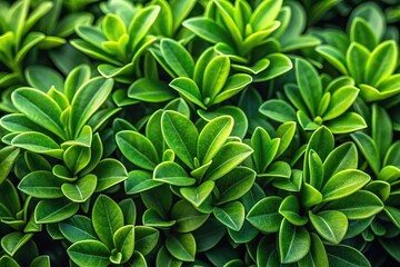 Extreme close-up shot of green foliage background with leaves and vines