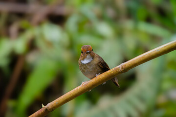 Rufous-browed flycatcher