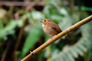 Rufous-browed flycatcher