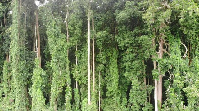 low flying aerial footage of monkey forrest near Ubud in Bali. A popular location for tourists and travellers visiting the area