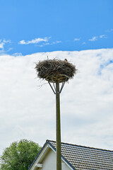 Two storks (Ciconiidae) sitting with their young on a stork nest, stork nest in summer under a blue sky, Beetzsee on the Havel near Brandenburg, Potsdam-Mittelmark, Germany