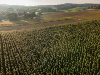 A flight above the Bavarian Hops fields before harvesting season start