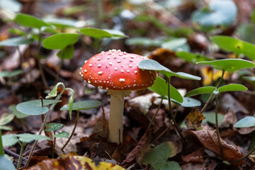mushroom fly agaric in the autumn forest close up