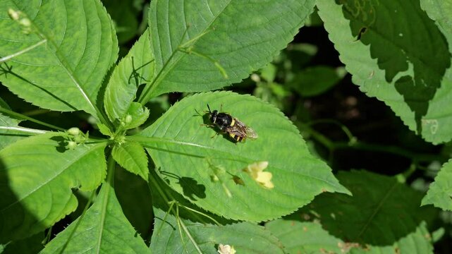 Syrphid fly (Syrphus opinator, black-margined flower fly) on a leaf of touch-me-not flower
