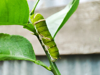 Papilio memnon larva, a caterpillar on the orange tree