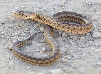 Pacific Gopher Snake Adult in Defensive Posture. Palo Alto Baylands, Santa Clara County, California, USA.