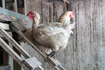 A group of free-range chickens is captured in a natural farm environment. The chickens roam freely on gravel ground, with their vibrant red combs standing out against their feathered bodies. The scene