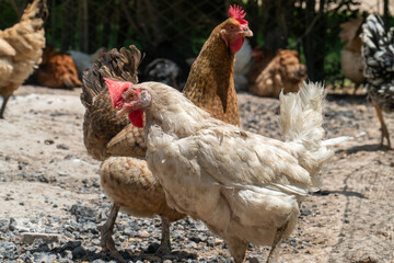 A group of free-range chickens is captured in a natural farm environment. The chickens roam freely on gravel ground, with their vibrant red combs standing out against their feathered bodies. The scene