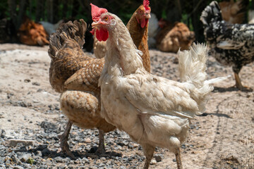 A group of free-range chickens is captured in a natural farm environment. The chickens roam freely on gravel ground, with their vibrant red combs standing out against their feathered bodies. The scene