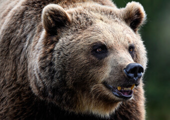 A close up of a Brown Bear (Grizzly bear) 