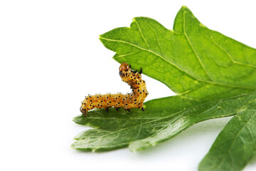 Caterpillar with green leaf isolated on white background