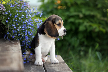 Cute little beagle puppy in nature