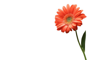A vibrant orange gerbera daisy with lush green leaves on a white isolated background.