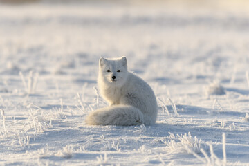 Wild arctic fox (Vulpes Lagopus) in tundra in winter time. White arctic fox sitting.