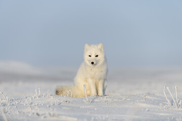 Wild arctic fox (Vulpes Lagopus) in tundra in winter time. White arctic fox sitting.