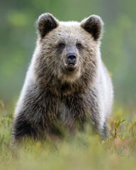 Brown bear cub portrait in the autumn © Erik Mandre