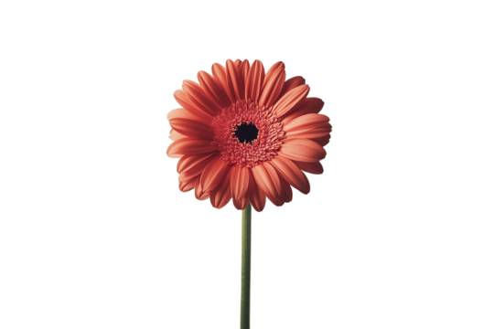 Bright red gerbera flower with a green stem on a white isolated background. - Powered by Adobe