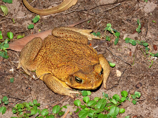 Cane Toad (Bufo marinus) in Australia