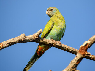 Hooded Parrot - Psephotellus dissimilis in Australia