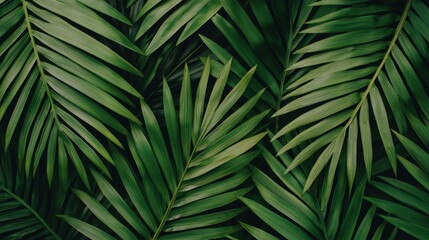 Lush Green Palm Leaves Texture Background   Tropical Foliage Pattern