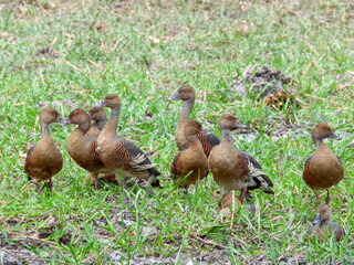 Plumed Whistling-Duck - Dendrocygna eytoni in Australia