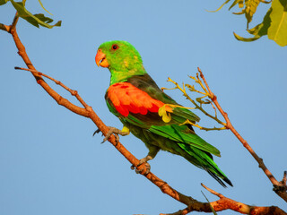 Red-winged Parrot in Australia