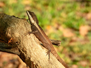 Tropicagama temporalis - Northern Water Dragon in Australia