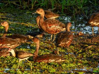Wandering Whistling-Duck - Dendrocygna arcuata in Australia