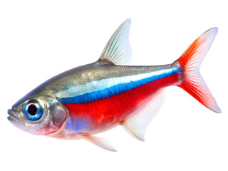 Fototapeta premium Neon Tetra Idol fish swiming isolated on a transparent background
