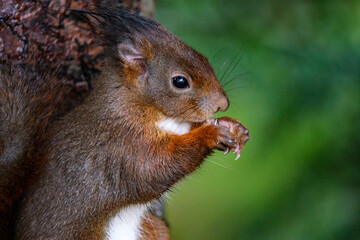 Ecureuil mangeant
