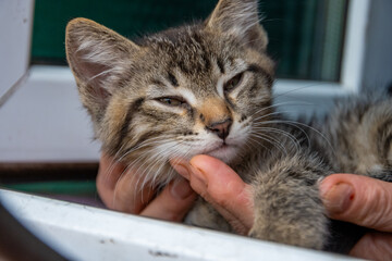 Little gray kitten with big ears in hands. High quality photo.