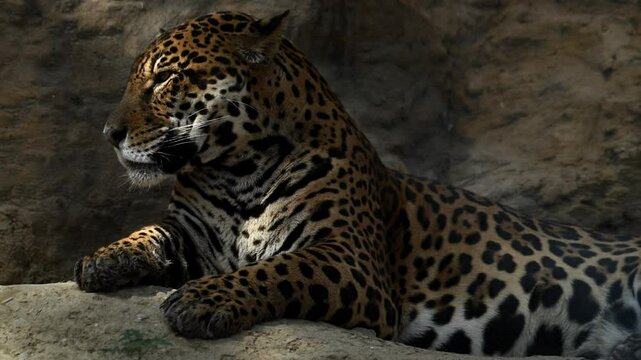 A captivating young jaguar rests on a cliff in the morning sun, showcasing its beauty in the serene landscapes of the wild