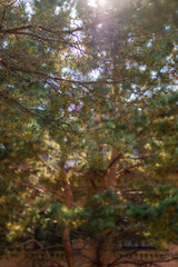 Autumn in the woods. Trees and blue sky background. High quality photo. 